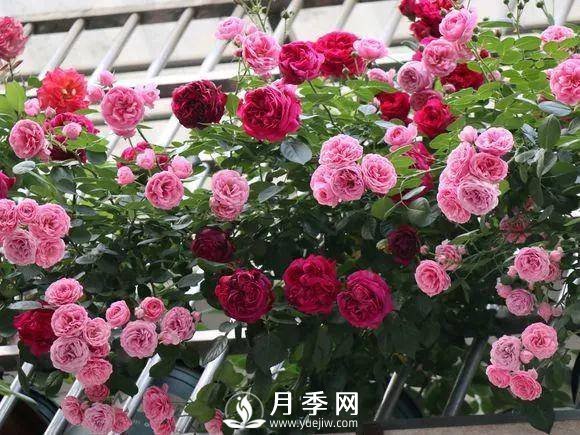 半米防盜窗養藤本月季，養成月季花園(圖10)