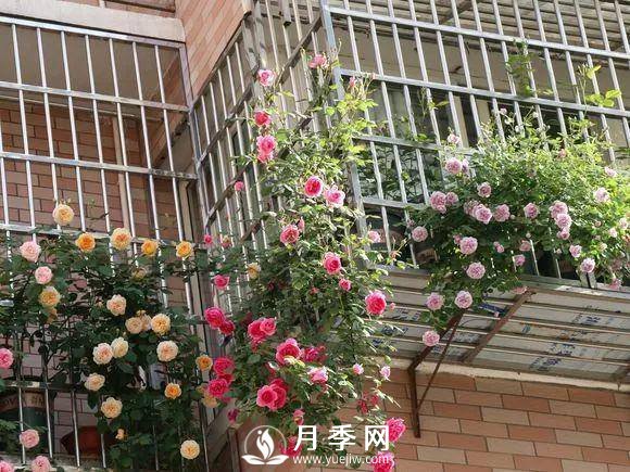 半米防盜窗養藤本月季，養成月季花園(圖5)