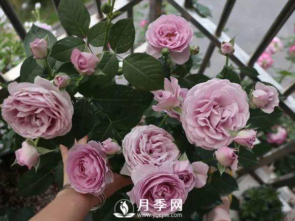 半米防盜窗養藤本月季，養成月季花園(圖6)