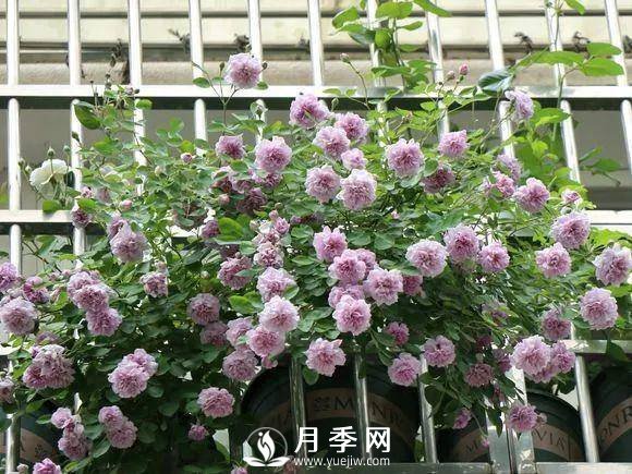 半米防盜窗養藤本月季，養成月季花園(圖3)