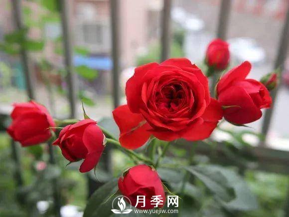 半米防盜窗養藤本月季，養成月季花園(圖8)