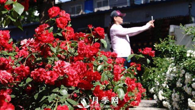 陶然亭公園勝春山房景區月季開(kāi)放正當時(shí)(圖4)