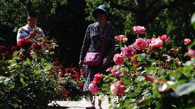 陶然亭公園勝春山房景區月季開(kāi)放正當時(shí)(圖6)
