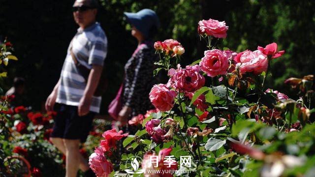 陶然亭公園勝春山房景區月季開(kāi)放正當時(shí)(圖3)