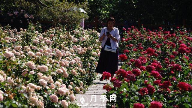 陶然亭公園勝春山房景區月季開(kāi)放正當時(shí)(圖7)