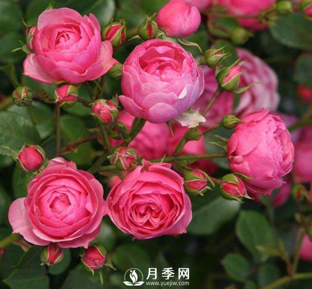 新手，怎么讓月季安全的度夏(圖1)