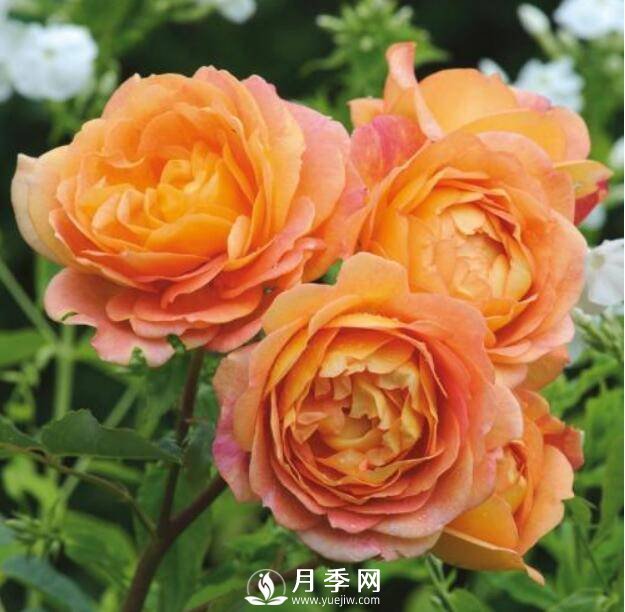 爬藤月季品種很多，每個(gè)人都有自己的喜好(圖1)