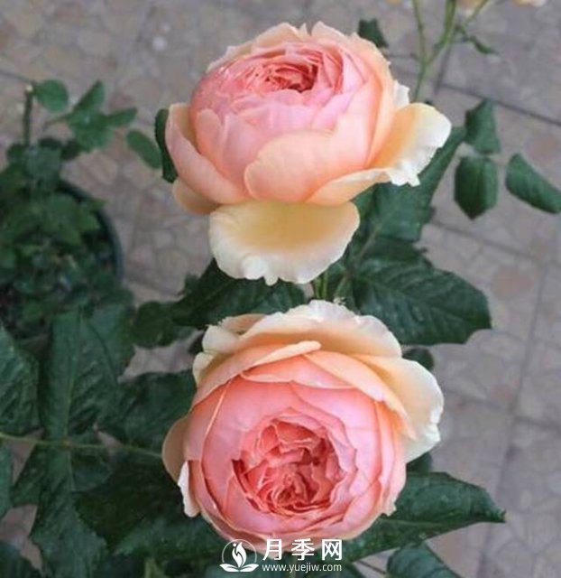花開(kāi)很漂亮很好養的真宙月季(圖2)
