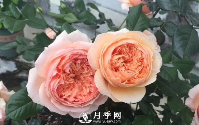 花開(kāi)很漂亮很好養的真宙月季(圖1)