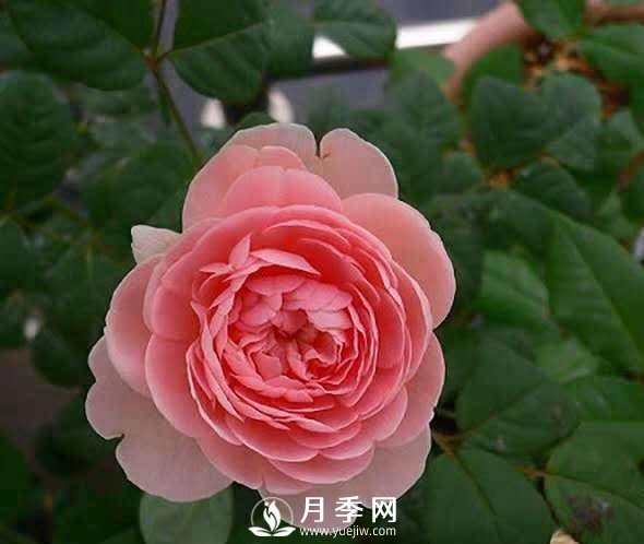 月季怎樣進(jìn)行修剪與管理、養護(圖1)