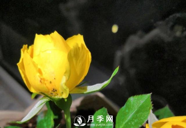 月季花期能不能施肥？用什么肥月季長(cháng)的好看開(kāi)花又多？(圖1)