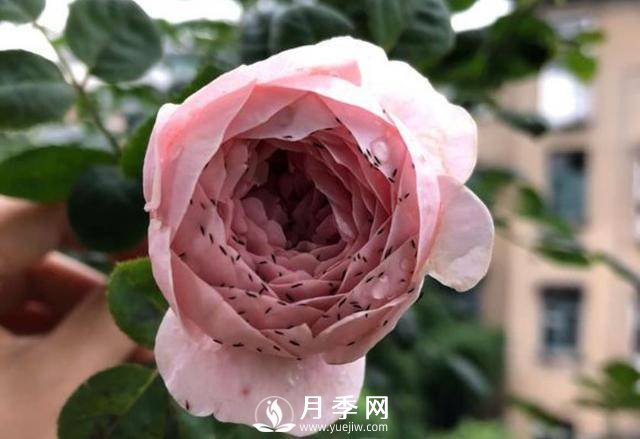 月季花期能不能施肥？用什么肥月季長(cháng)的好看開(kāi)花又多？(圖2)