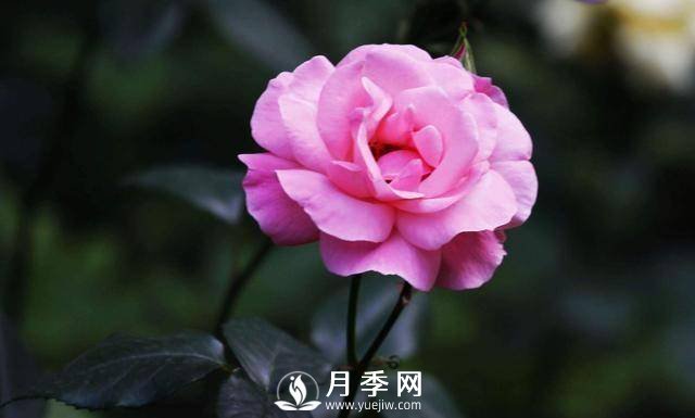 月季可以室內養嗎？(圖1)