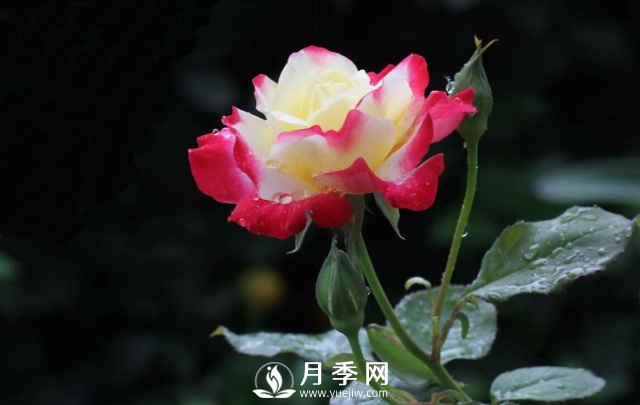 月季春季養護的幾個(gè)注意事項(圖4)