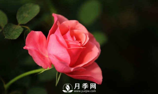月季春季養護的幾個(gè)注意事項(圖1)