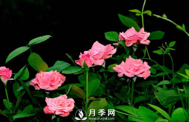 月季春季養護的幾個(gè)注意事項(圖2)