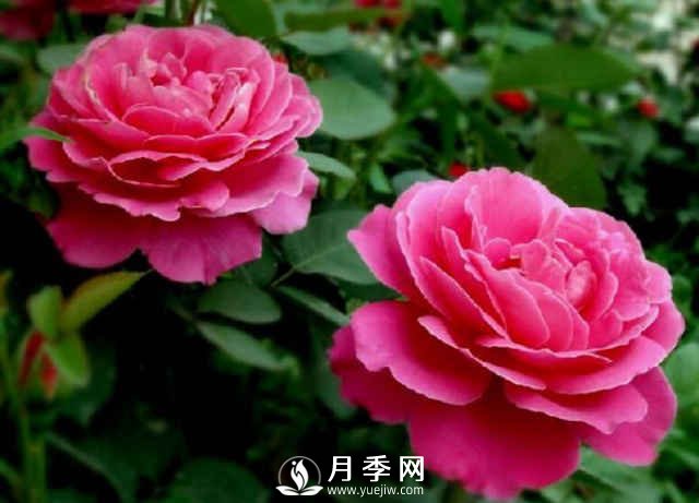 月季春季養護的幾個(gè)注意事項(圖3)