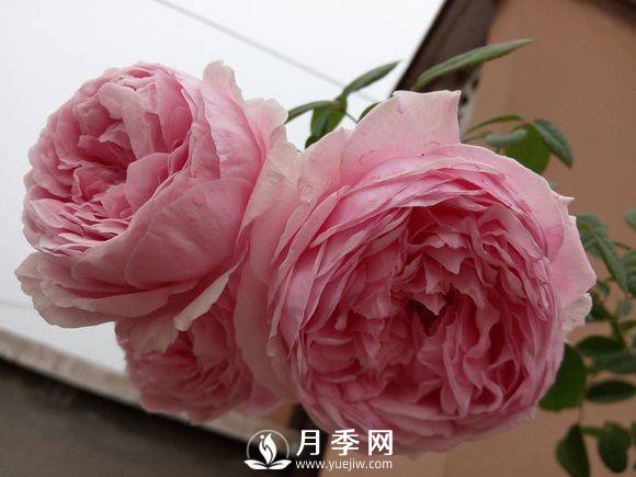 春季月季發(fā)芽后如何管理，才能開(kāi)花多且顏色艷麗好看(圖1)