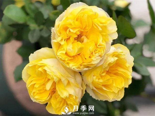 8個(gè)高手分享的月季品種推薦(圖6)