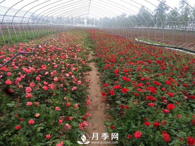 月季品種爆香紫(甜蜜馬車(chē))的栽種和養護技巧(圖1)