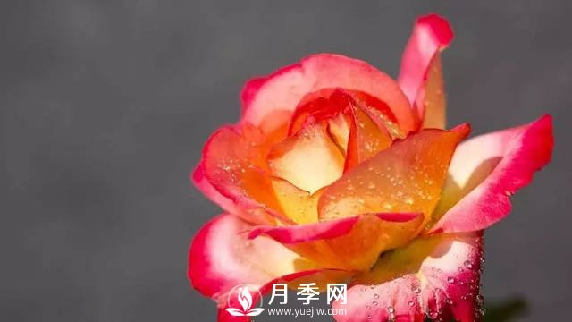 月季養護熱門(mén)問(wèn)題解答(圖1)