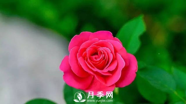 月季養護熱門(mén)問(wèn)題解答(圖2)