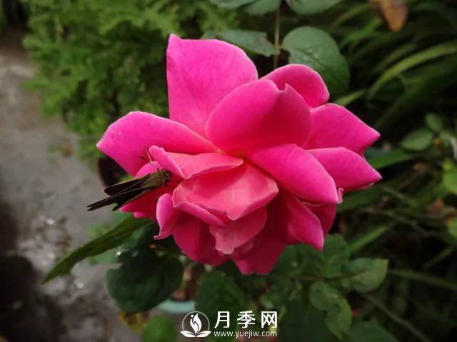 你的月季需要這樣養護才能開(kāi)花不斷(圖2)
