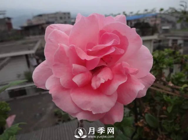 你的月季需要這樣養護才能開(kāi)花不斷(圖1)