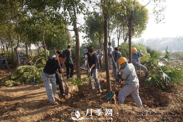 怎么保證苗木移植后100%成活呢？(圖1)