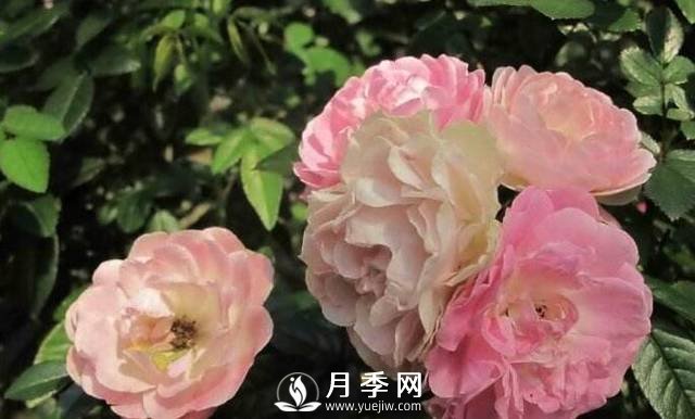只要對月季做一個(gè)動(dòng)作，就能讓一枝頭八朵花綻放(圖1)