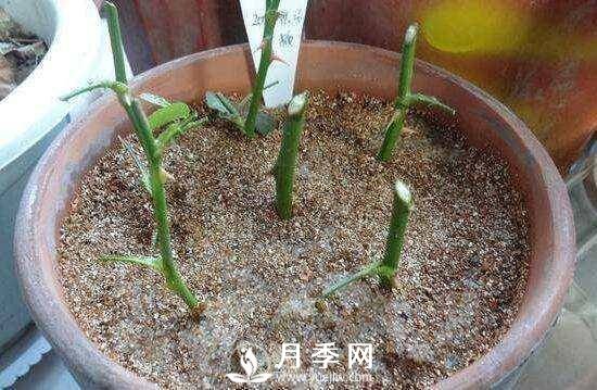 冬季扦插月季花，還能活嗎？(圖2)