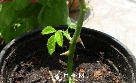 冬季扦插月季花，還能活嗎？(圖1)