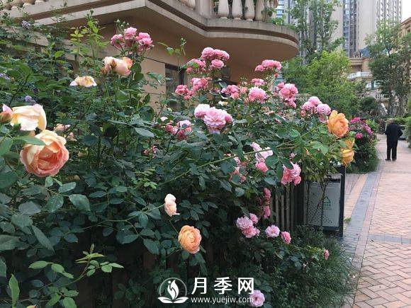 別人家的小區各色月季盛開(kāi) 從來(lái)沒(méi)讓我失望！(圖2)