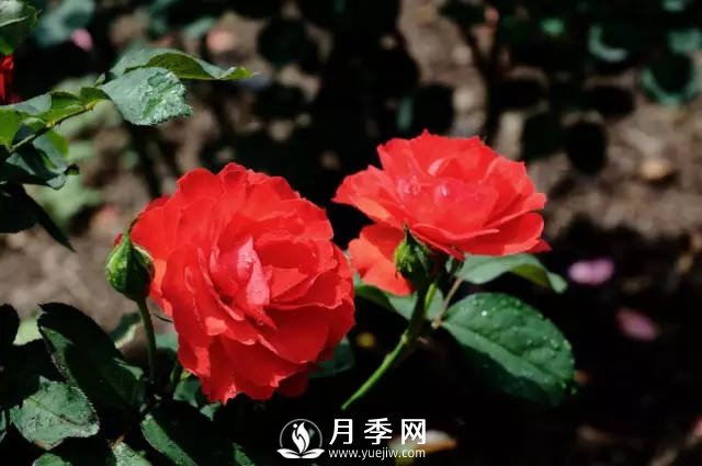 月季移栽后的養護(圖1)