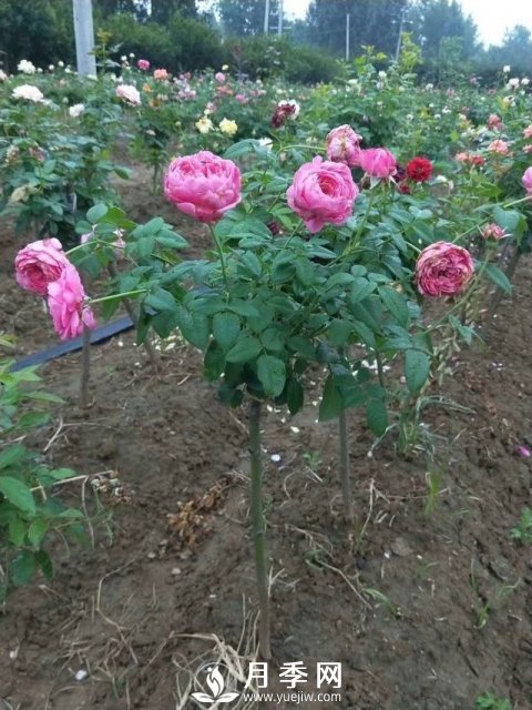 花農又出新花樣！歐月嫁接到樹(shù)上，歐月棒棒糖(圖1)