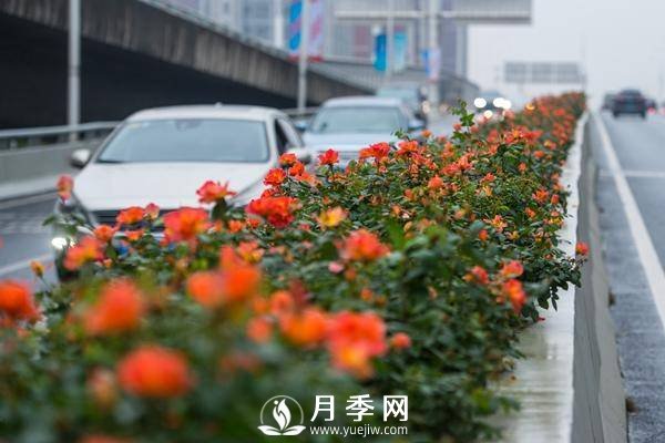 月季花期可調控，看武漢10月中旬月季花艷麗開(kāi)放(圖1)