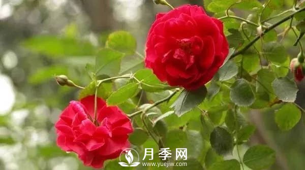 秋季的月季養護需要注意以下幾點(diǎn)(圖1)