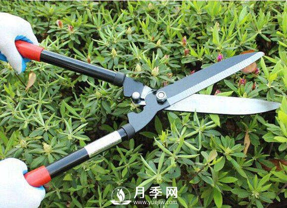 記住這個(gè)修剪口訣 學(xué)會(huì )修剪 不怕月季長(cháng)不好(圖1)