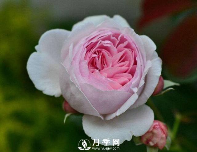 處暑過(guò)后需要你這樣養護月季 開(kāi)花還能美一波(圖1)