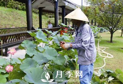荷葉被蟲(chóng)咬有十來(lái)天了 咋辦(圖1)