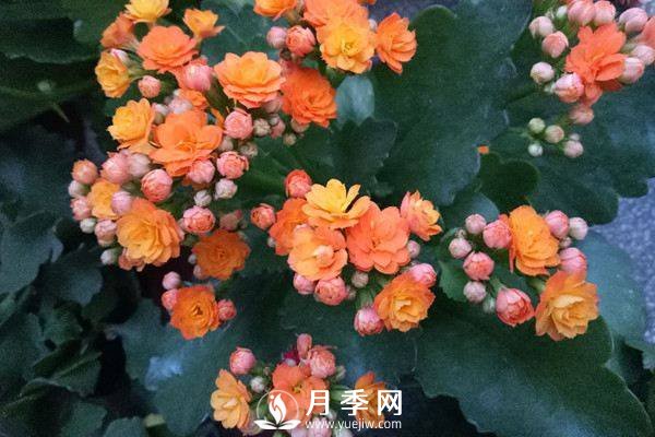 食用醋用來(lái)養花的正確用法(圖1)