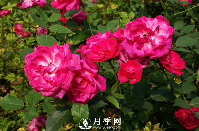 你知道人家那月季花開(kāi)的好又多 原來(lái)他們是這樣施肥的(圖1)
