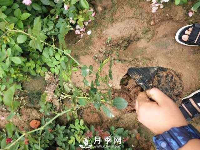 這些盆栽月季花苗都搶瘋了 買(mǎi)營(yíng)養缽月季要快(圖4)