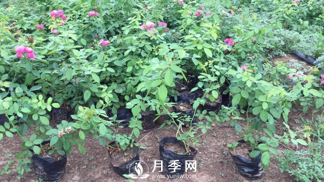 這些盆栽月季花苗都搶瘋了 買(mǎi)營(yíng)養缽月季要快(圖2)