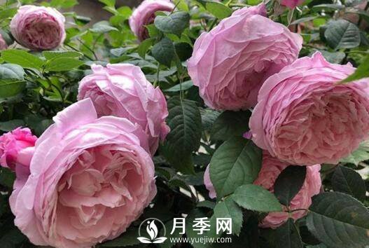 7月份這些月季花養護管理措施 你不看看怎么養好月季花(圖1)