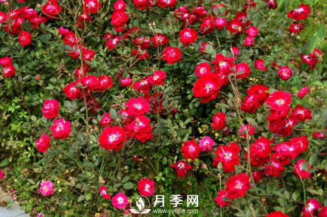 月季不開(kāi)花？來(lái)排查一下養護上的原因(圖1)