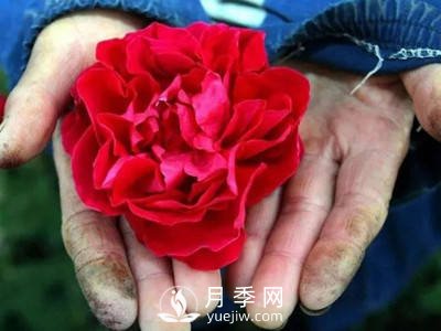 美麗鄉村種下玫瑰 開(kāi)出致富花(圖2)