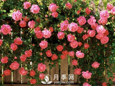 美麗鄉村種下玫瑰 開(kāi)出致富花(圖1)