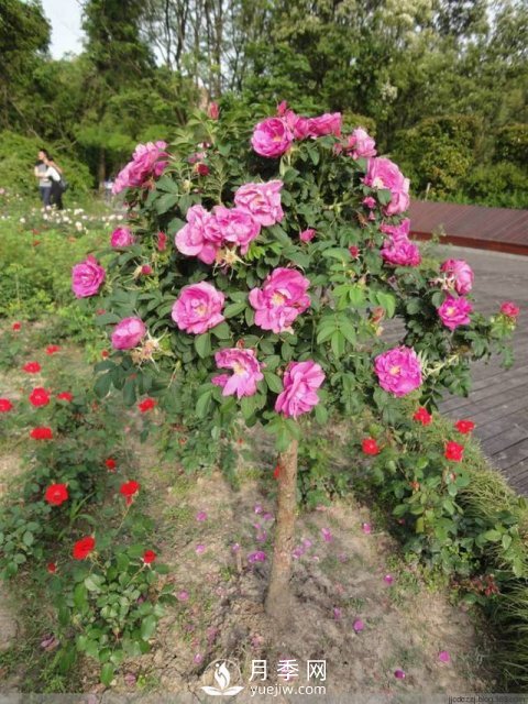 不放大招 月季樹(shù)怎么能花開(kāi)爆？(圖3)