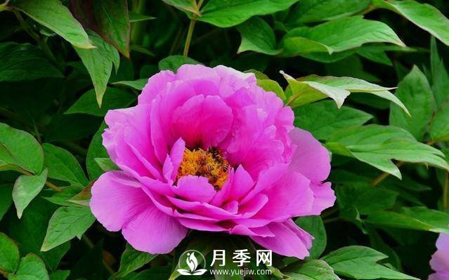 澆水學(xué)問(wèn)大，牡丹花”也能開(kāi)不停(圖2)